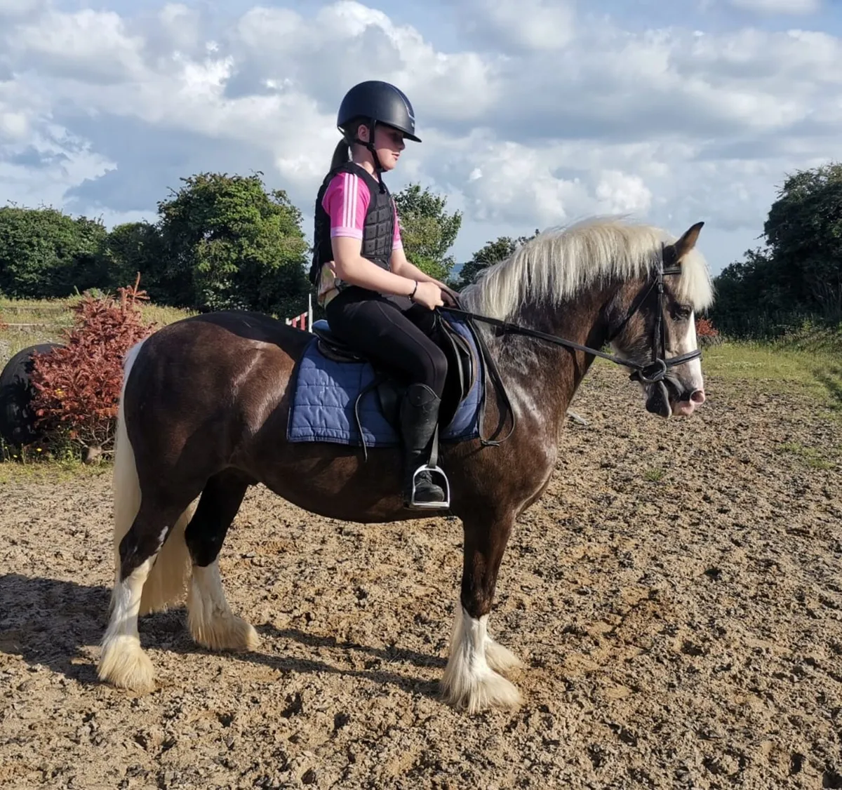 🇮🇪 Lot 26 Goresbridge Horse-Sales 4th March 🇮🇪 - Image 4