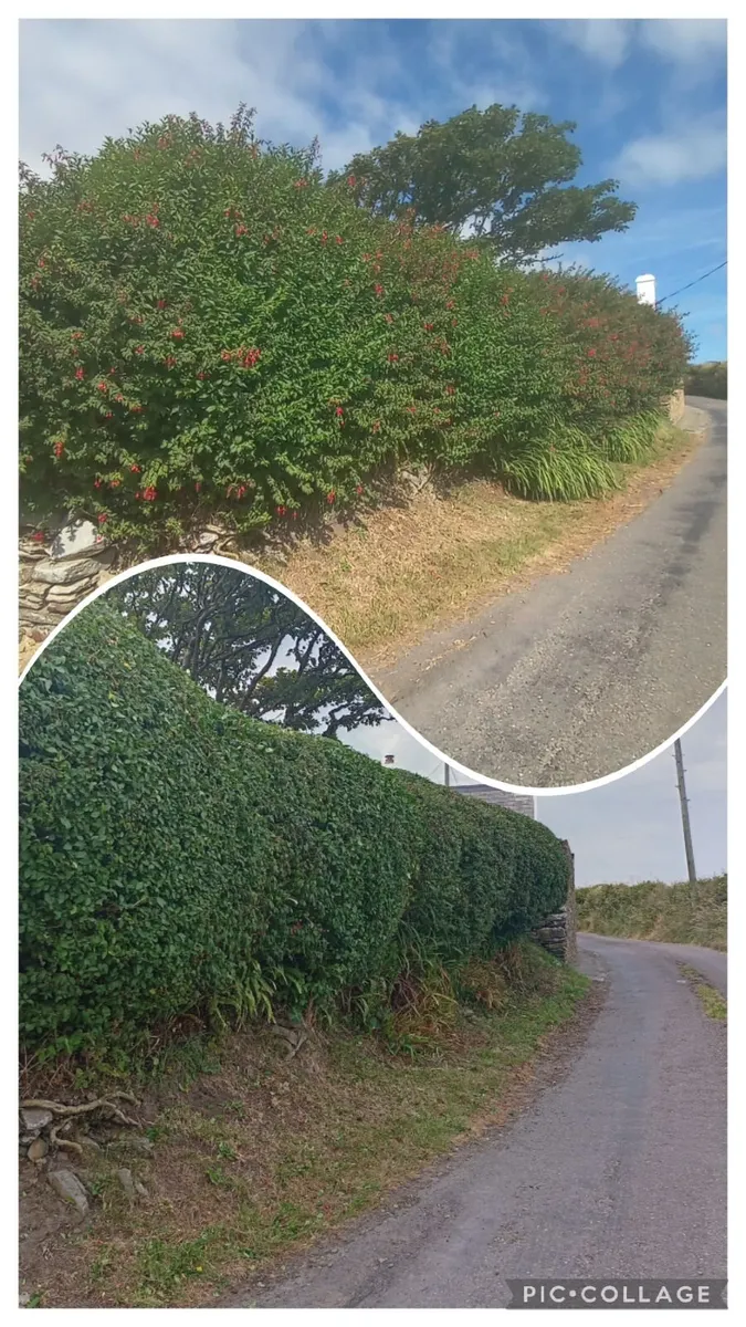 Garden Maintenance/Power Washing - Image 4