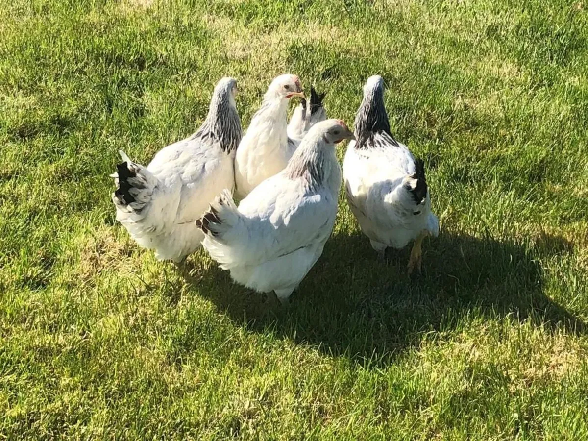 Point Of Lay Pullets - Image 4
