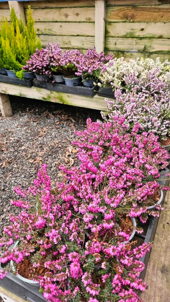 Large Heathers Three Euros - Image 1