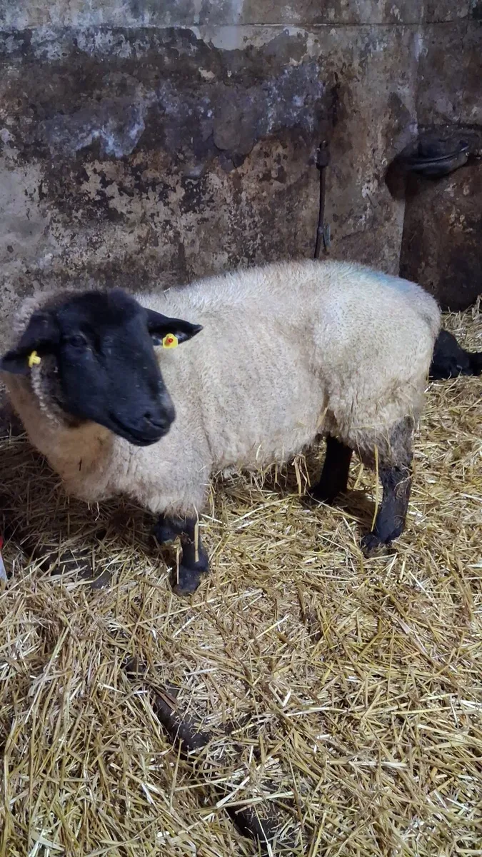 PBR Foster ewe - Image 2