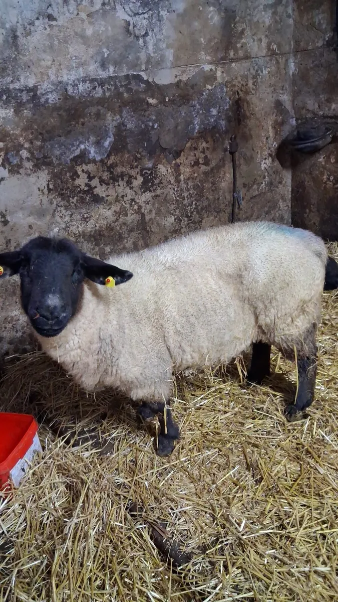 PBR Foster ewe - Image 1