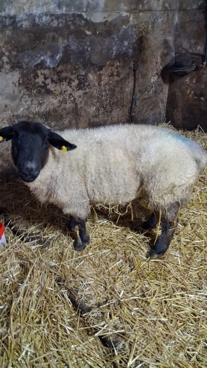 PBR Foster ewe - Image 3