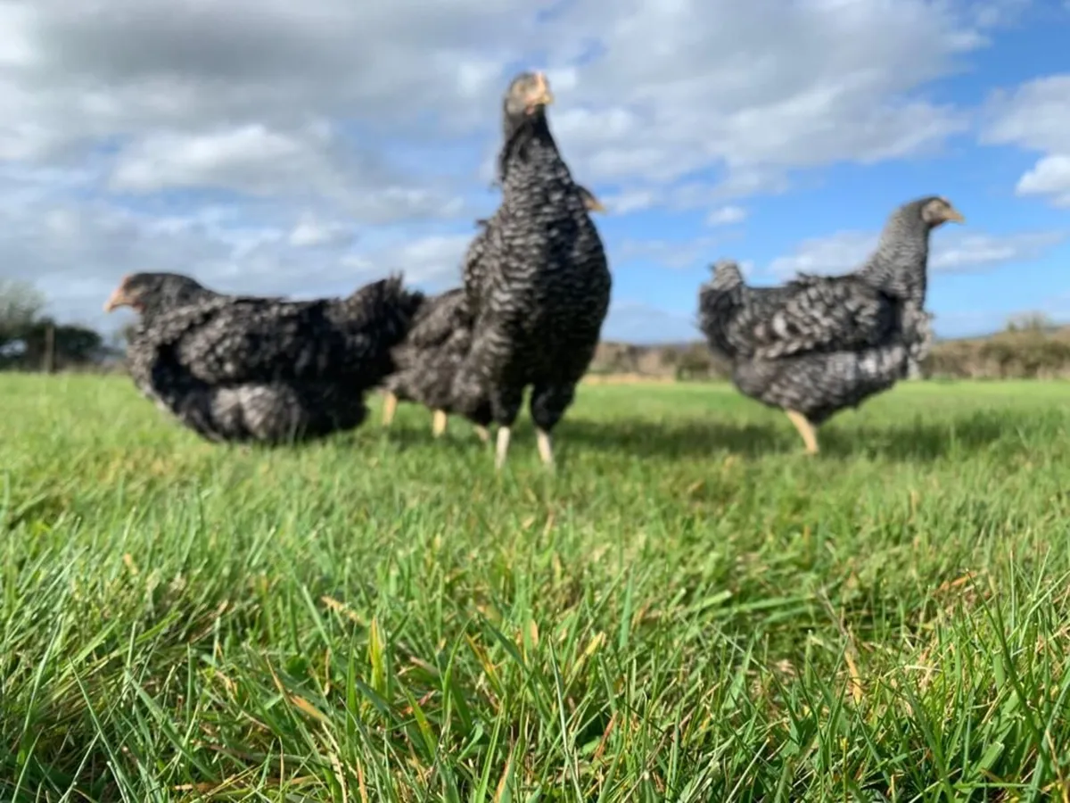 laying hens - Image 2