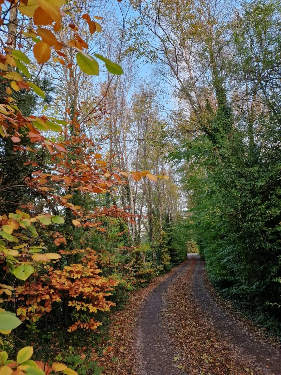 Bareroot Native Trees Two Euros - Image 1