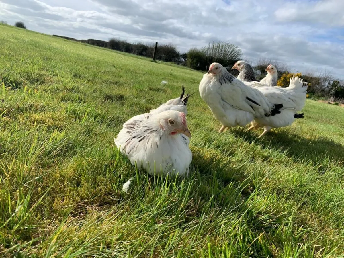 Laying Hens - Image 4