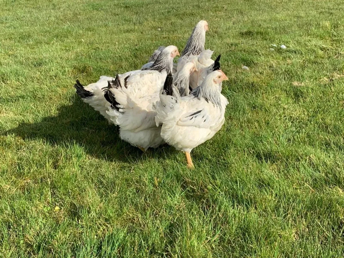 Laying Hens - Image 3