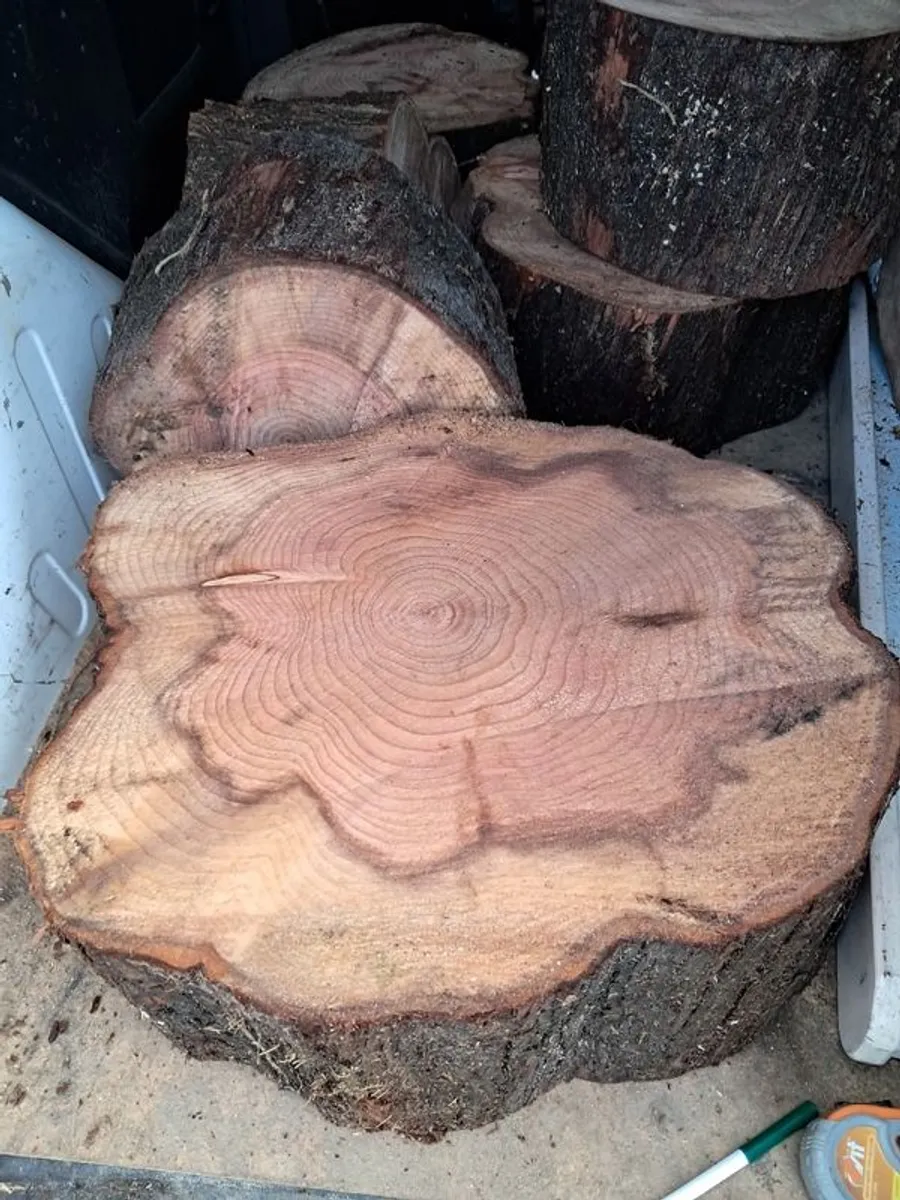 Dawn Red Wood Stumps