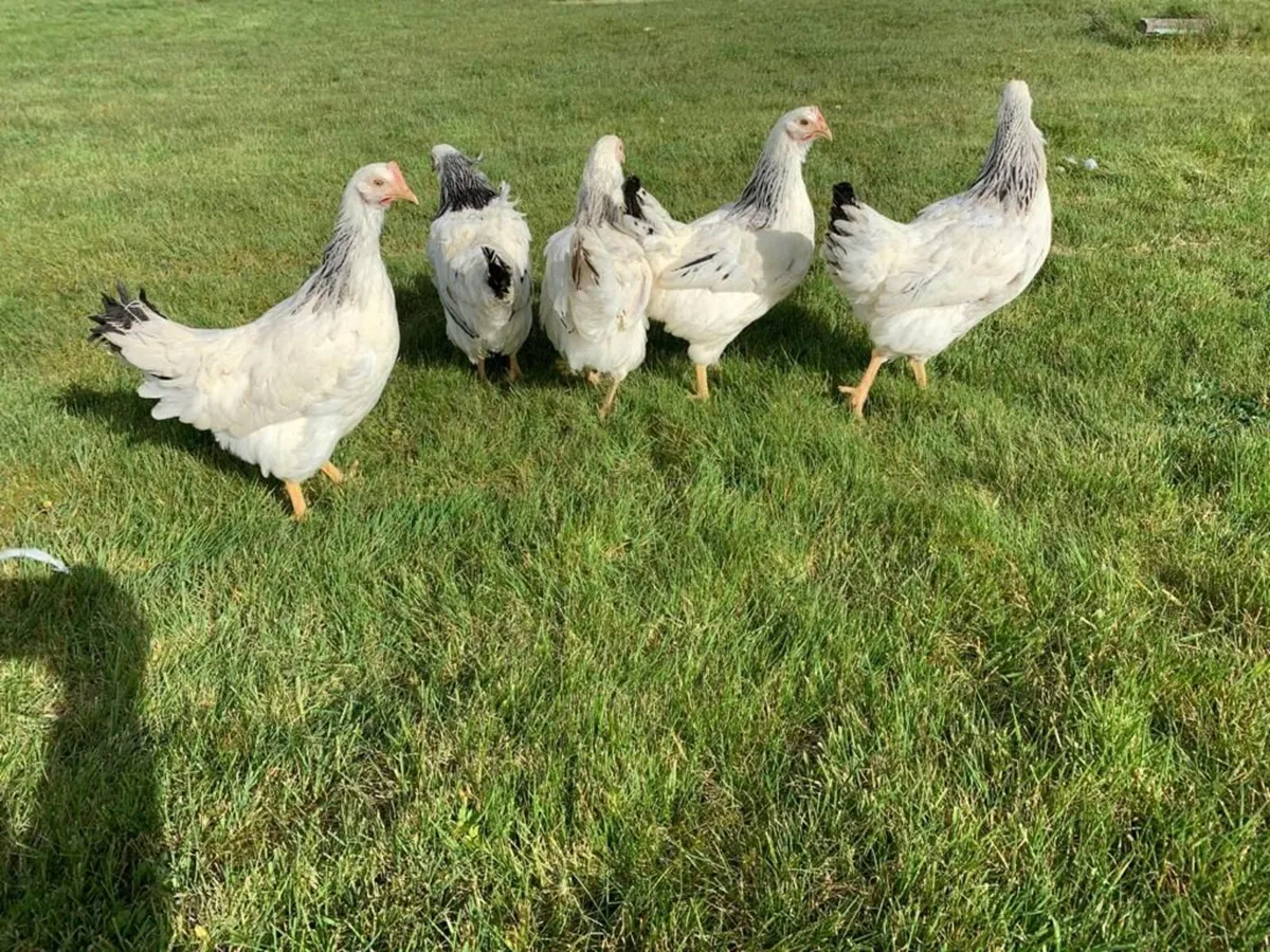 Point Of Lay Pullets - Image 3