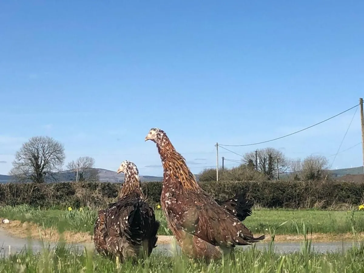 Collect from our farm - 7 Days a week!! - Image 4