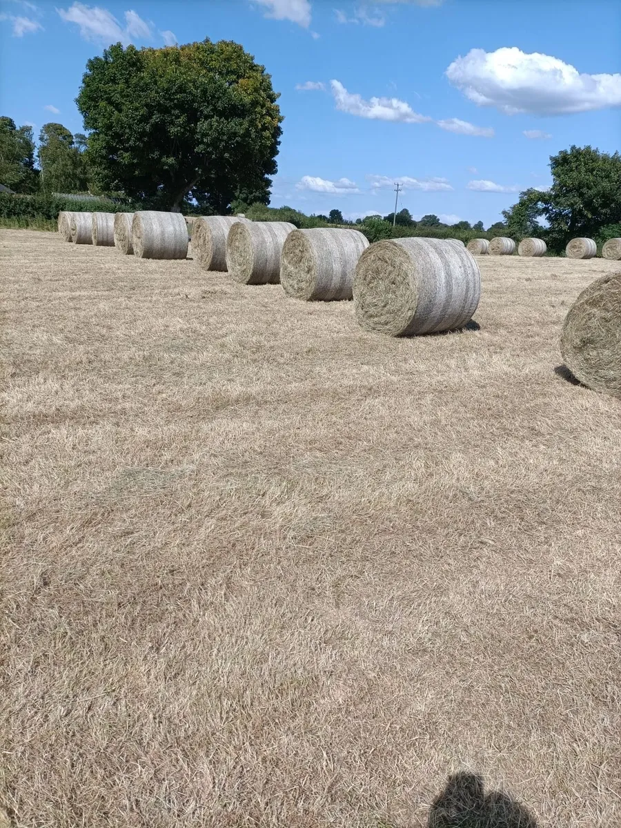 Round Bales of Hay - Image 1
