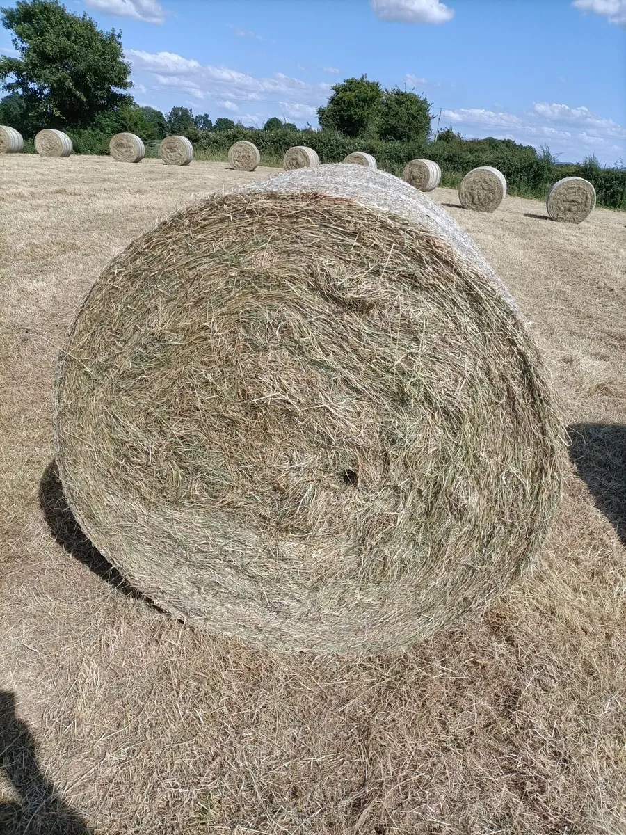 Round Bales of Hay - Image 2