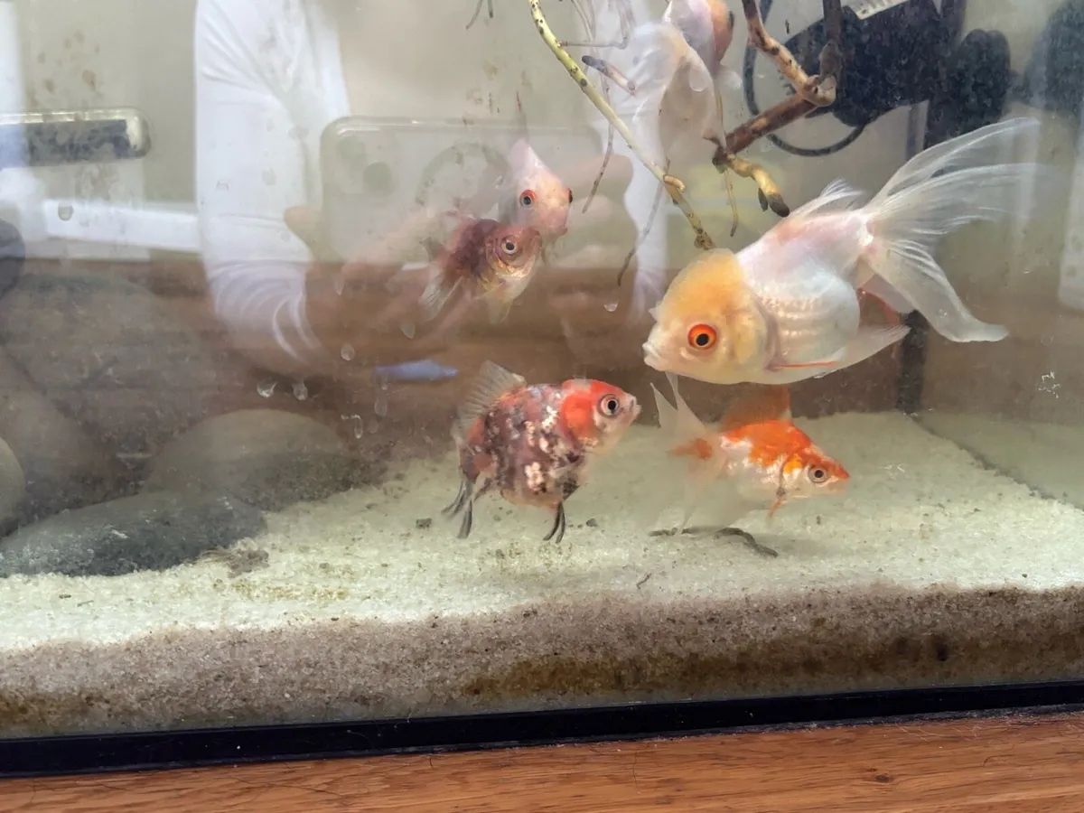 Fancy Goldfish (Variety) - Image 1