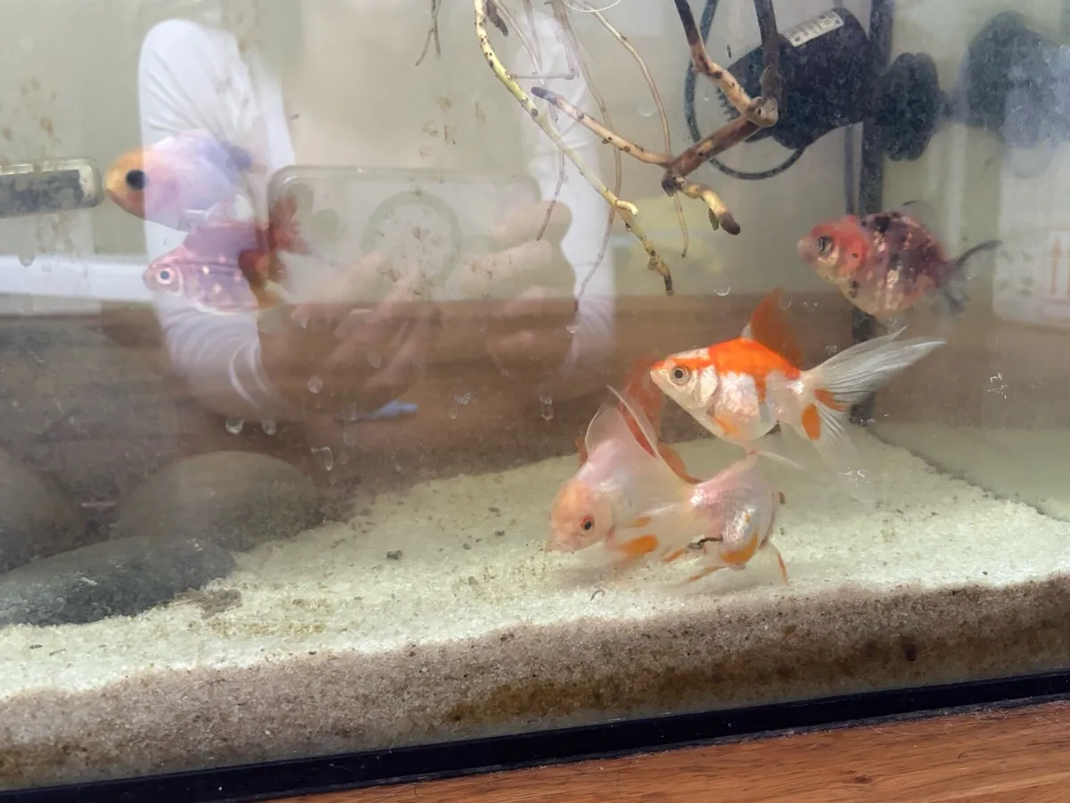 Fancy Goldfish (Variety) - Image 3
