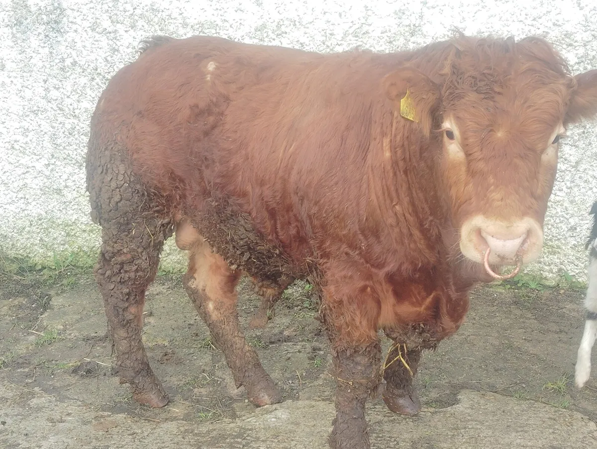 MULLAGHBOY LIMOUSINS! - Image 1