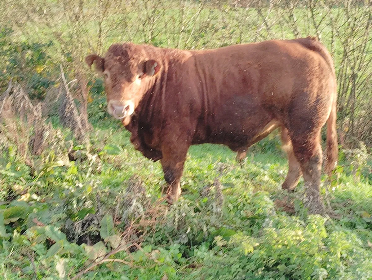 MULLAGHBOY LIMOUSINS! - Image 3