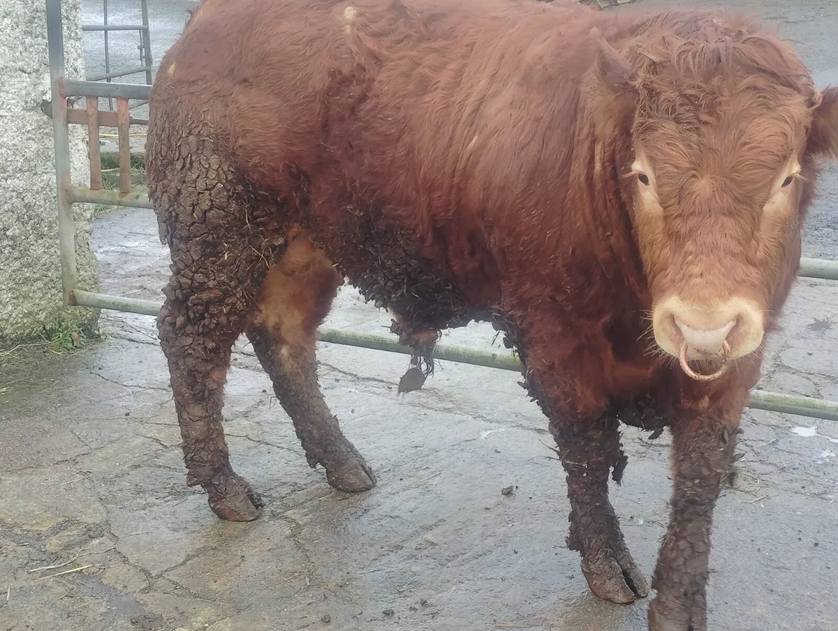 MULLAGHBOY LIMOUSINS! - Image 2