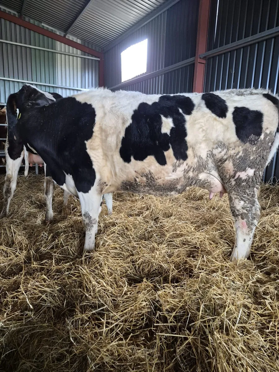 April calving Dairy cows WANTED