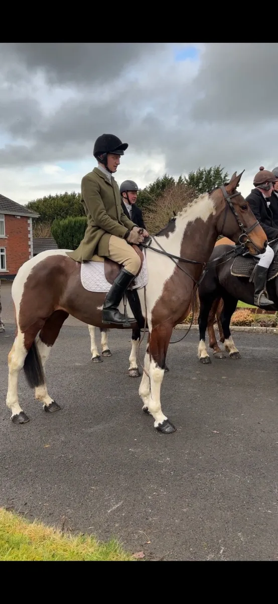 Super hunter/Eventer - Image 3