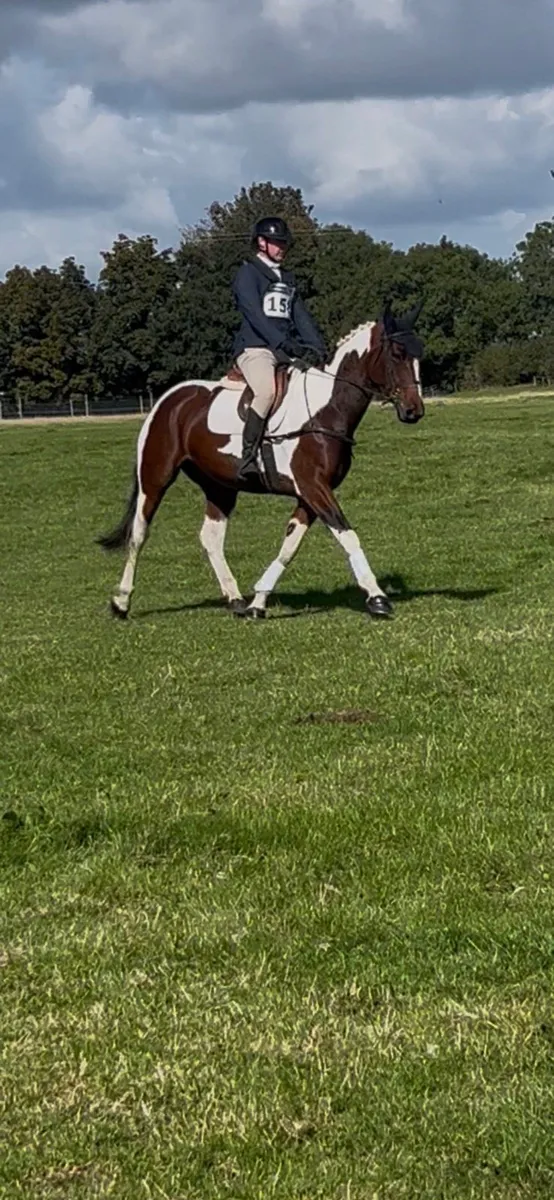 Super hunter/Eventer - Image 2