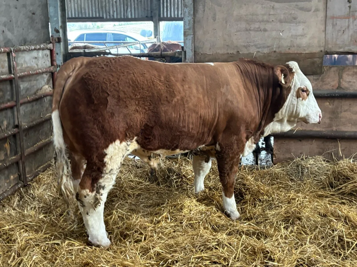 PBR Simmental Bull - Image 1