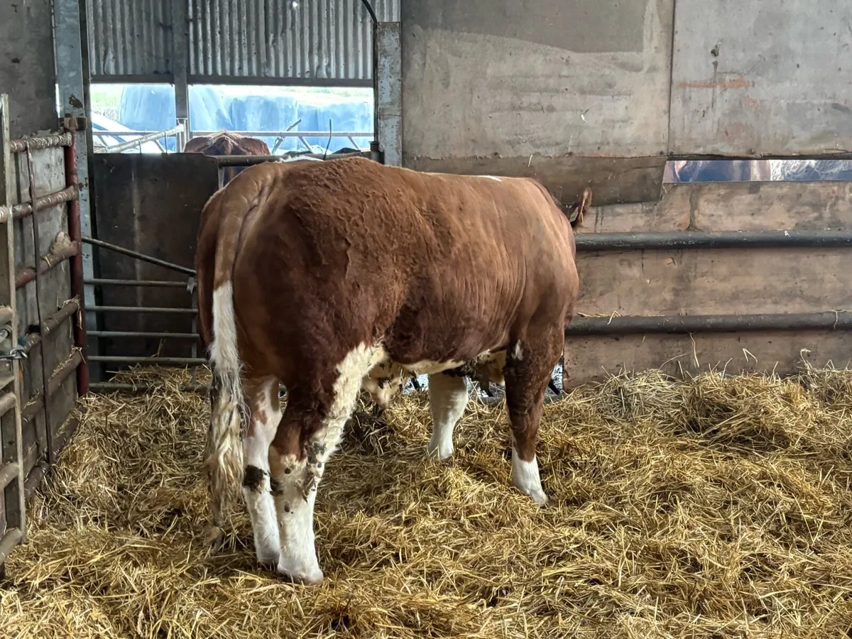 PBR Simmental Bull - Image 2