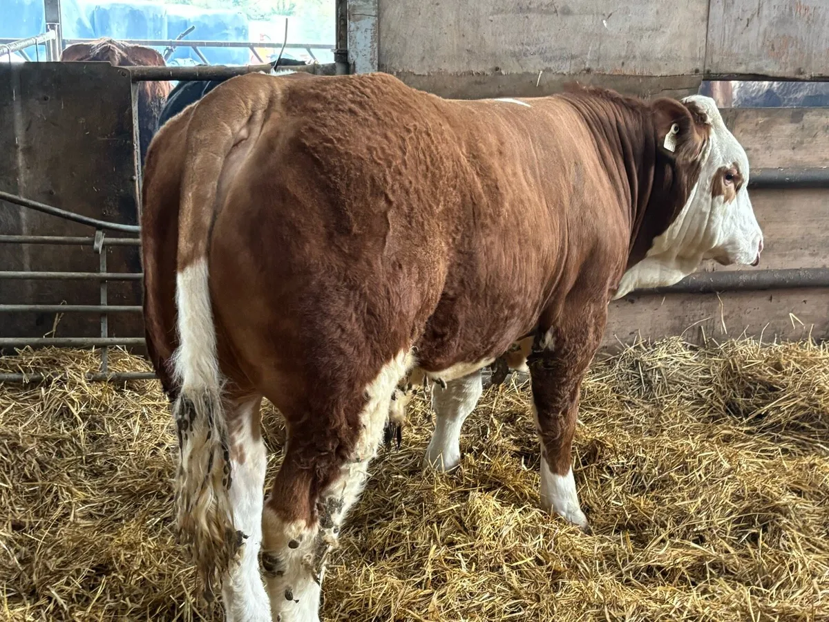 PBR Simmental Bull - Image 3