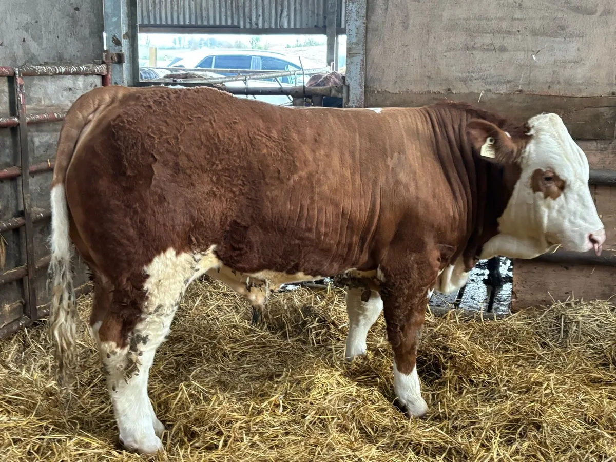 PBR Simmental Bull - Image 4