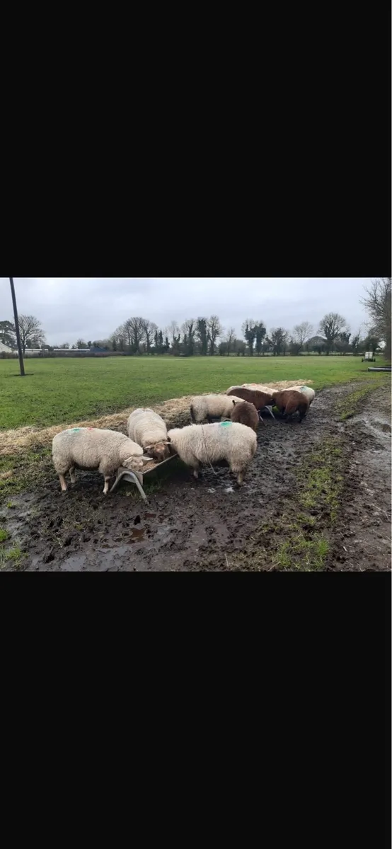 11 Ewes in lamb - Image 1