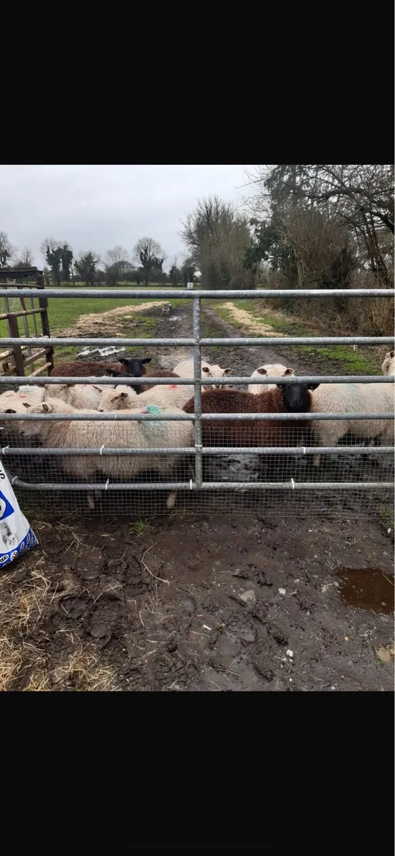 11 Ewes in lamb - Image 2