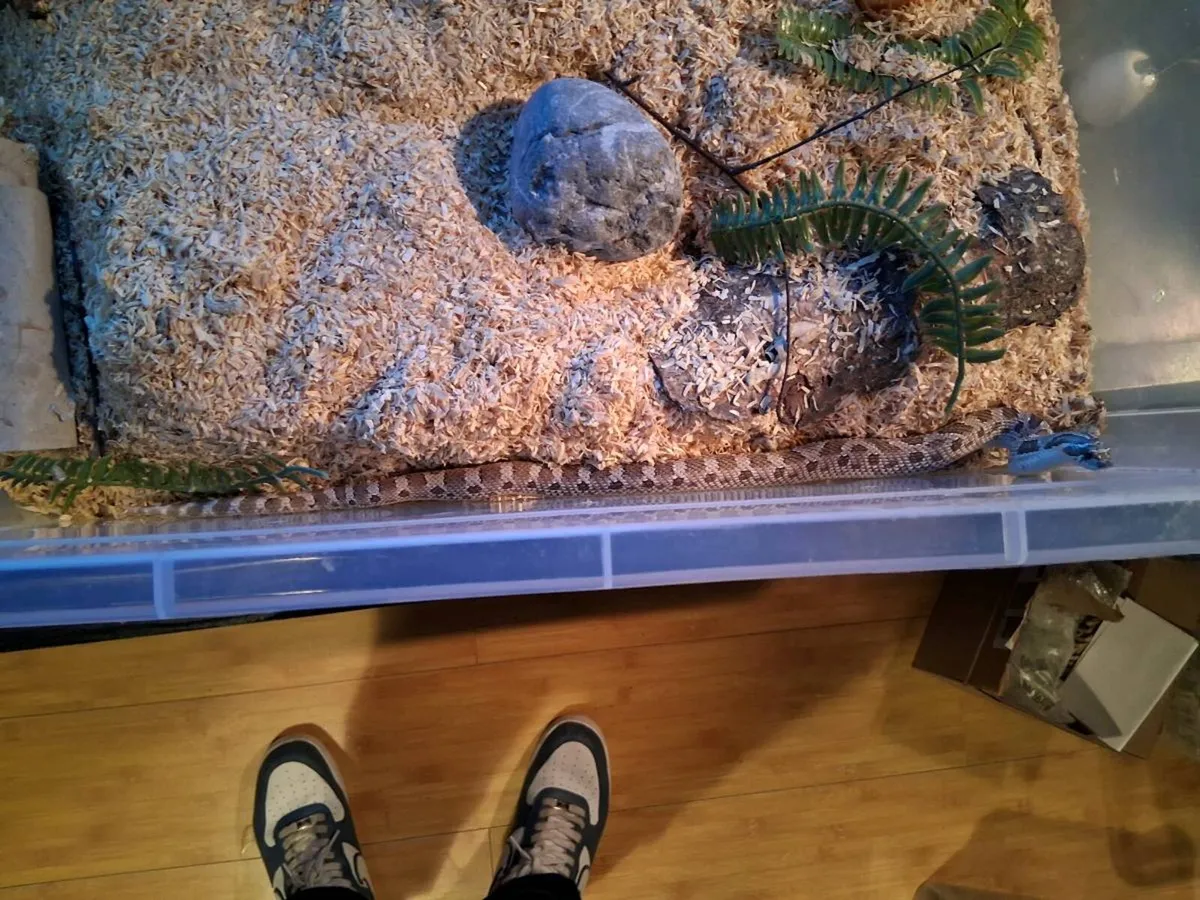 Female Conda het Toffee Glow Western Hognose - Image 3