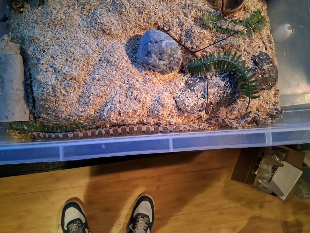 Female Conda het Toffee Glow Western Hognose - Image 4