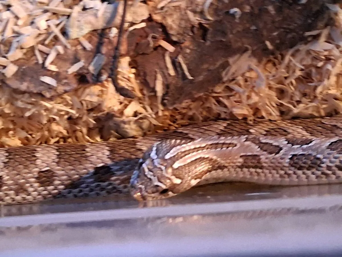 Female Conda het Toffee Glow Western Hognose - Image 1