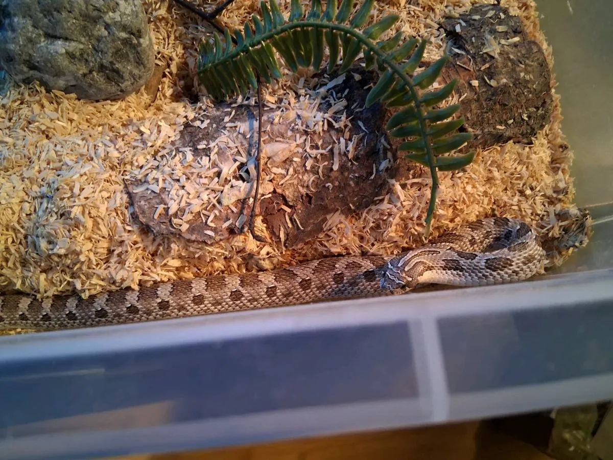 Female Conda het Toffee Glow Western Hognose - Image 2