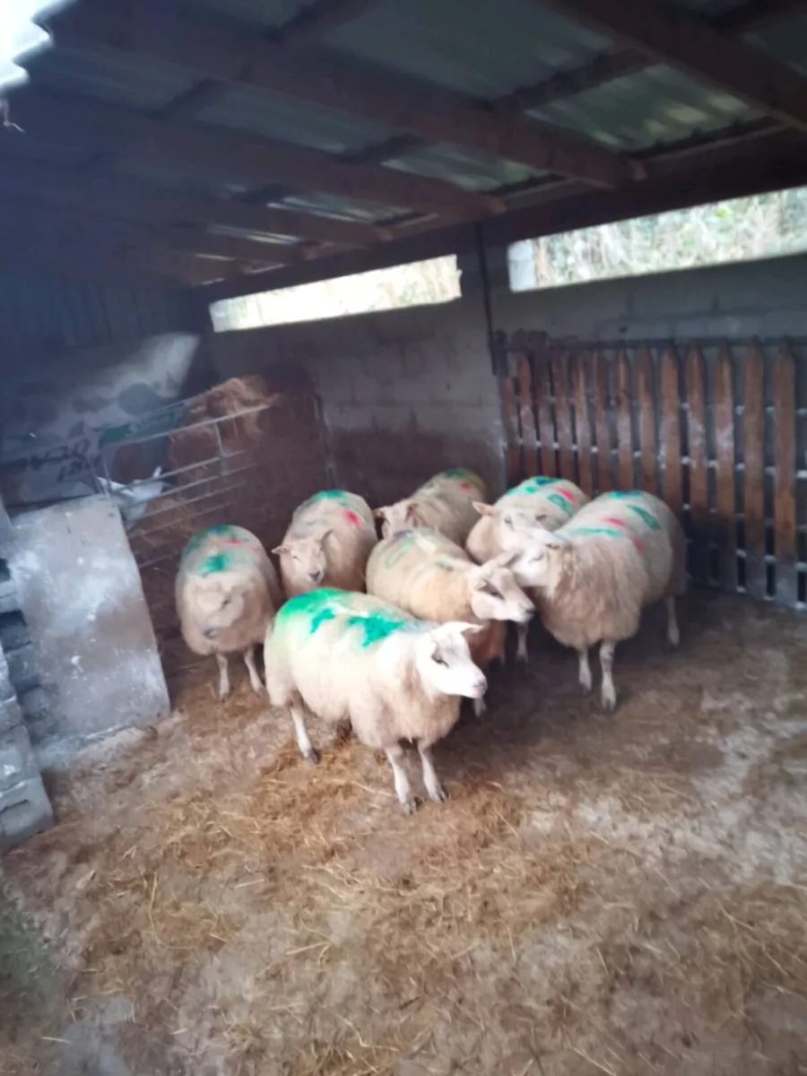 In lamb texel cross ews - Image 1