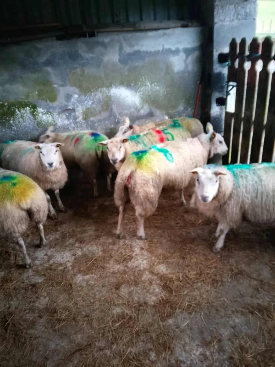 In lamb texel cross ews - Image 2