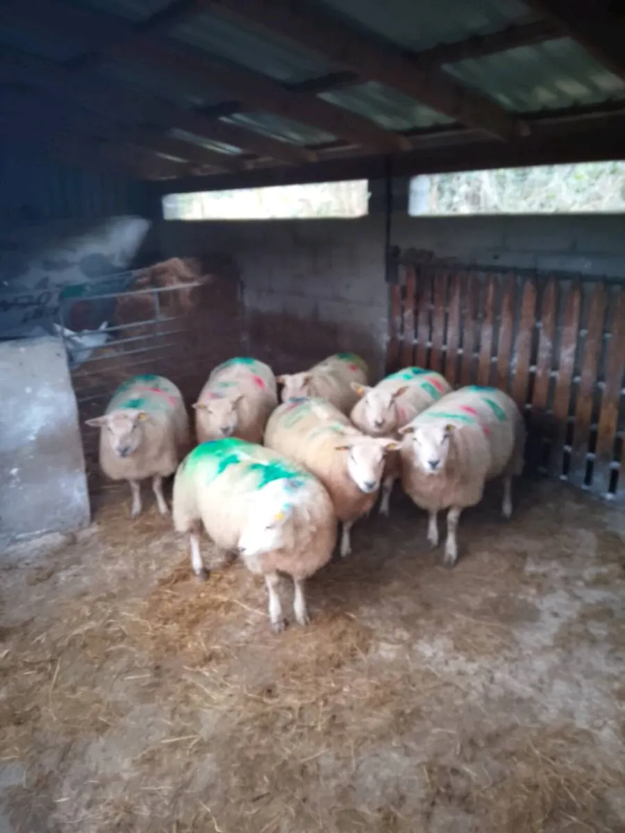 In lamb texel cross ews - Image 3