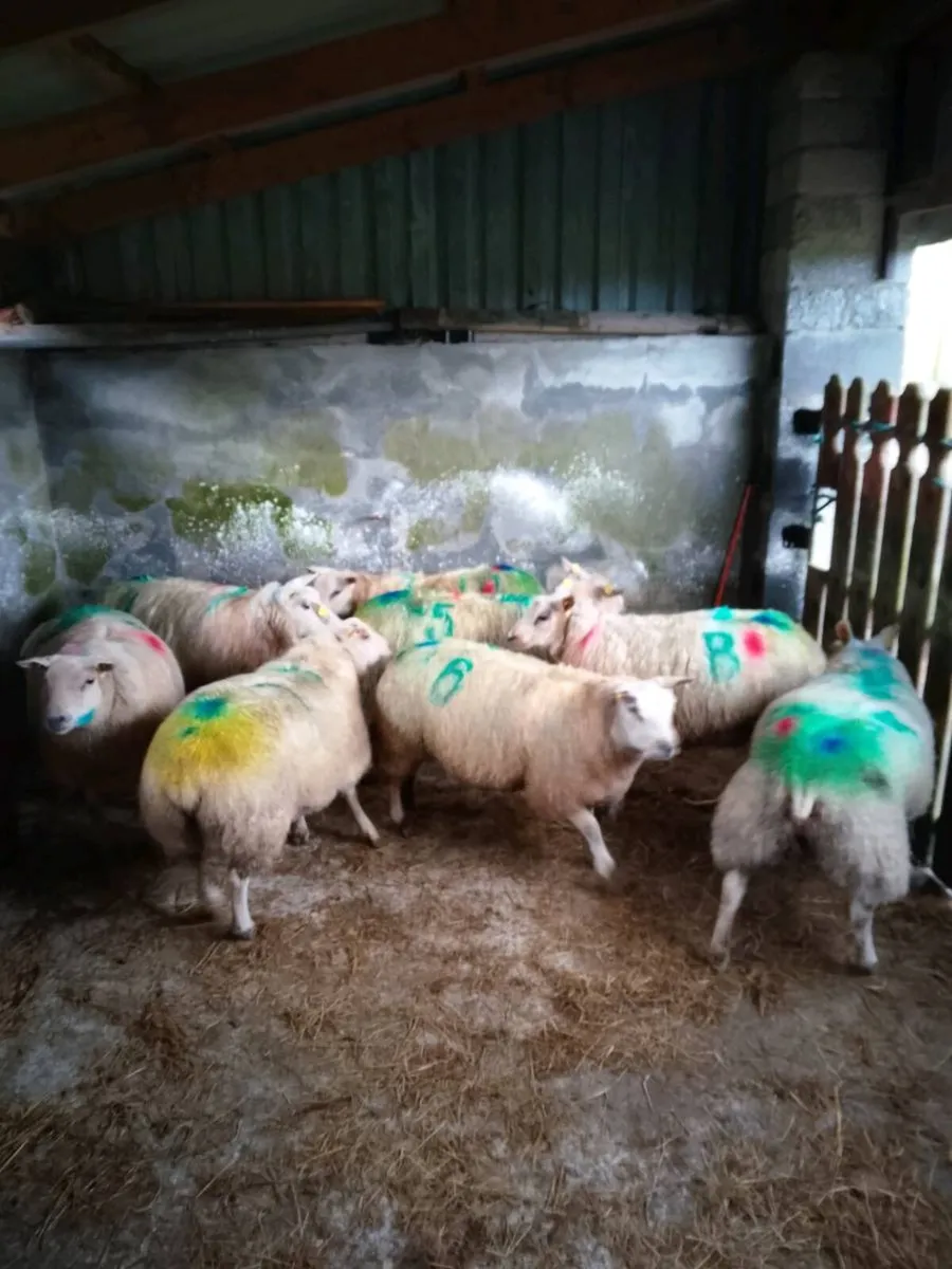 In lamb texel cross ews - Image 4