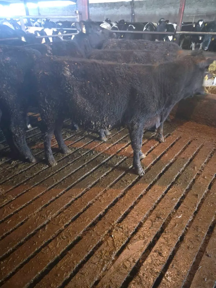 9 aa hfr yearlings - Image 4