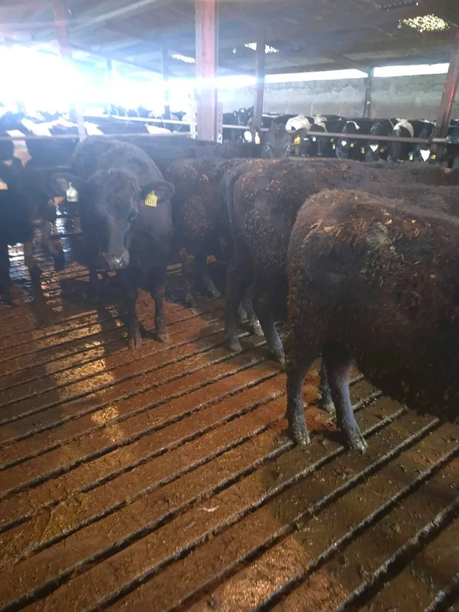 9 aa hfr yearlings - Image 2