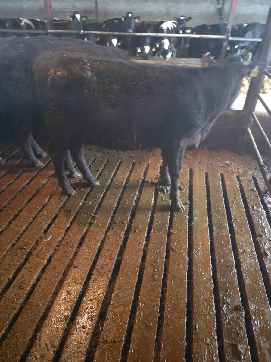 9 aa hfr yearlings - Image 1