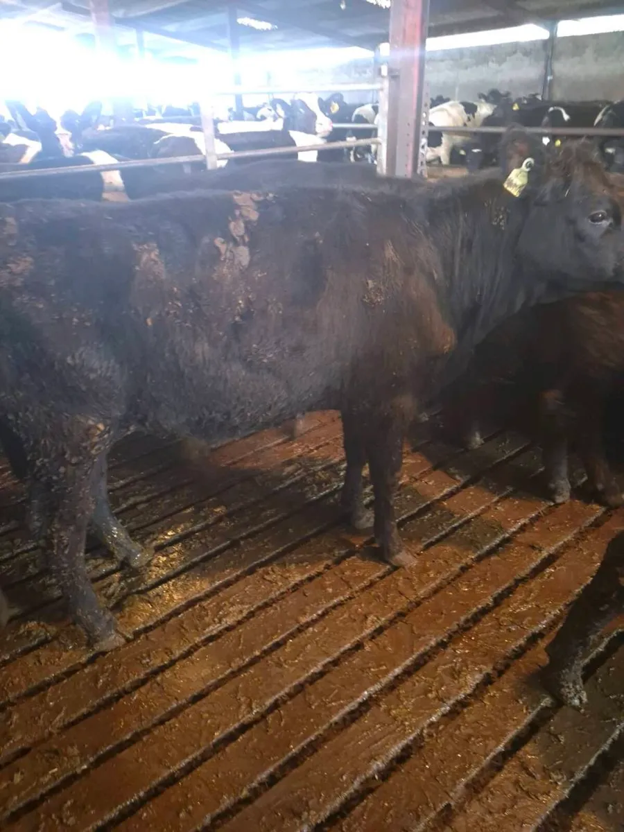 9 aa hfr yearlings - Image 3