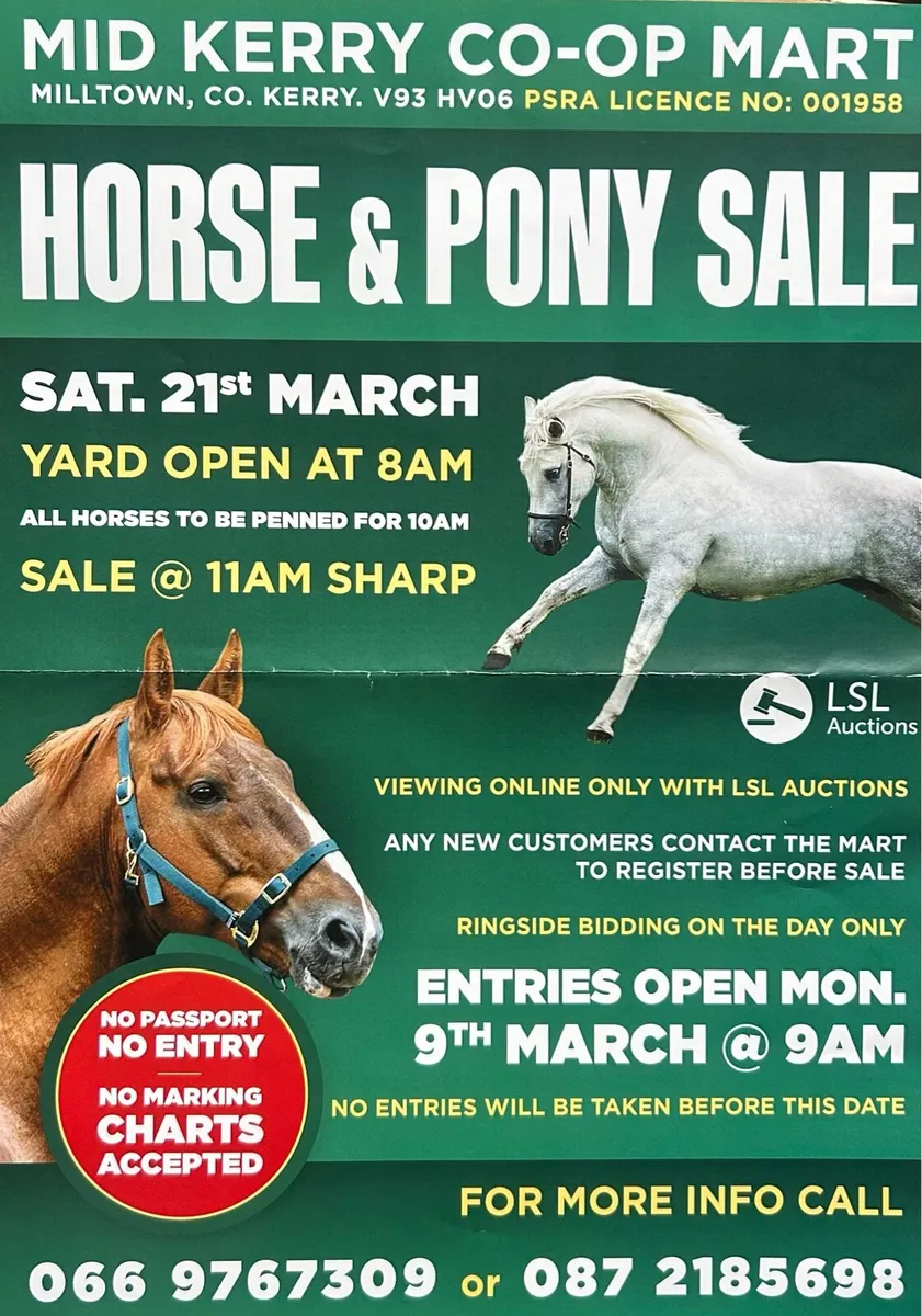 Horse Pony Sale at Mid Kerry Co Op Mart - Image 1