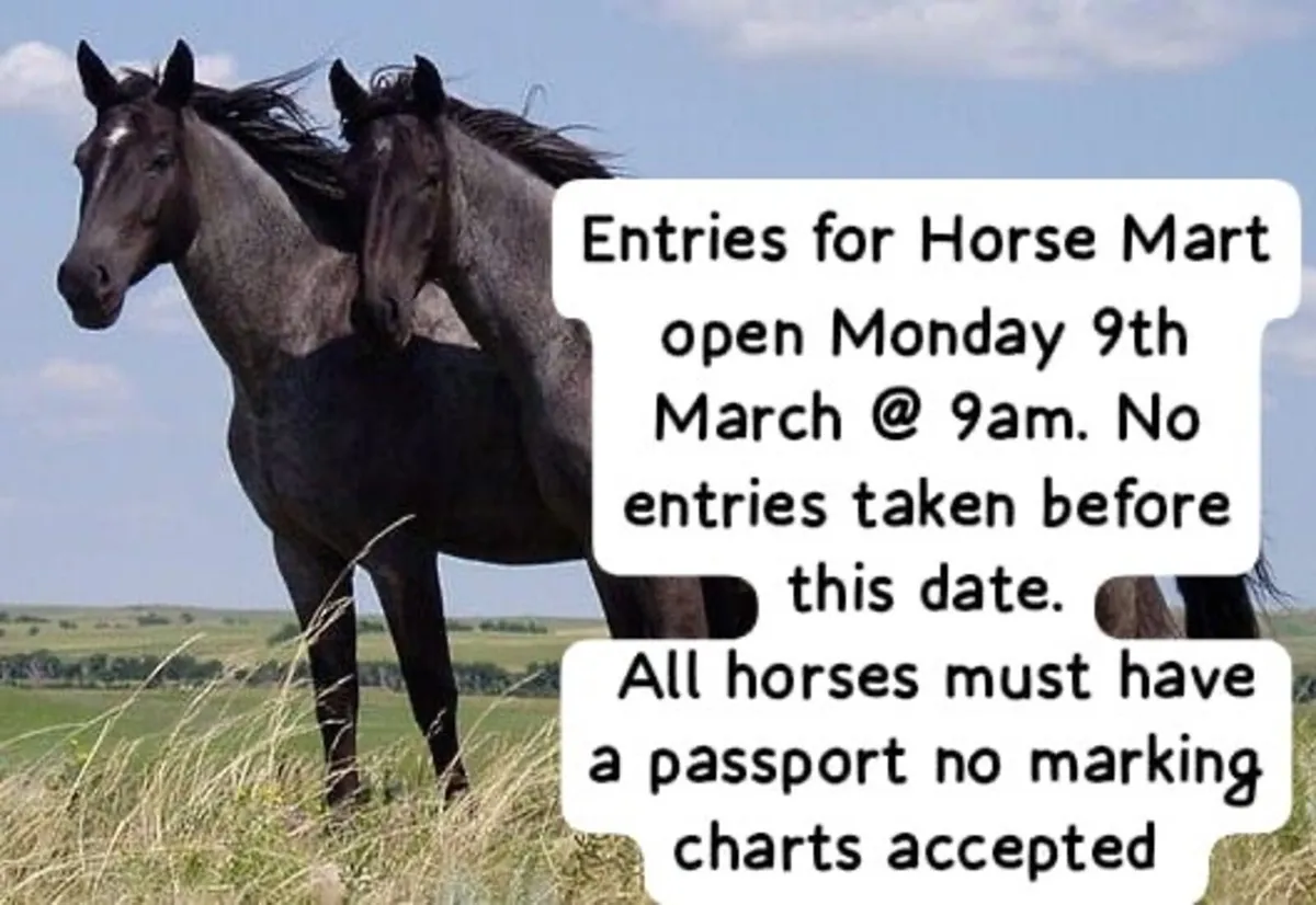 Horse Pony Sale at Mid Kerry Co Op Mart - Image 3