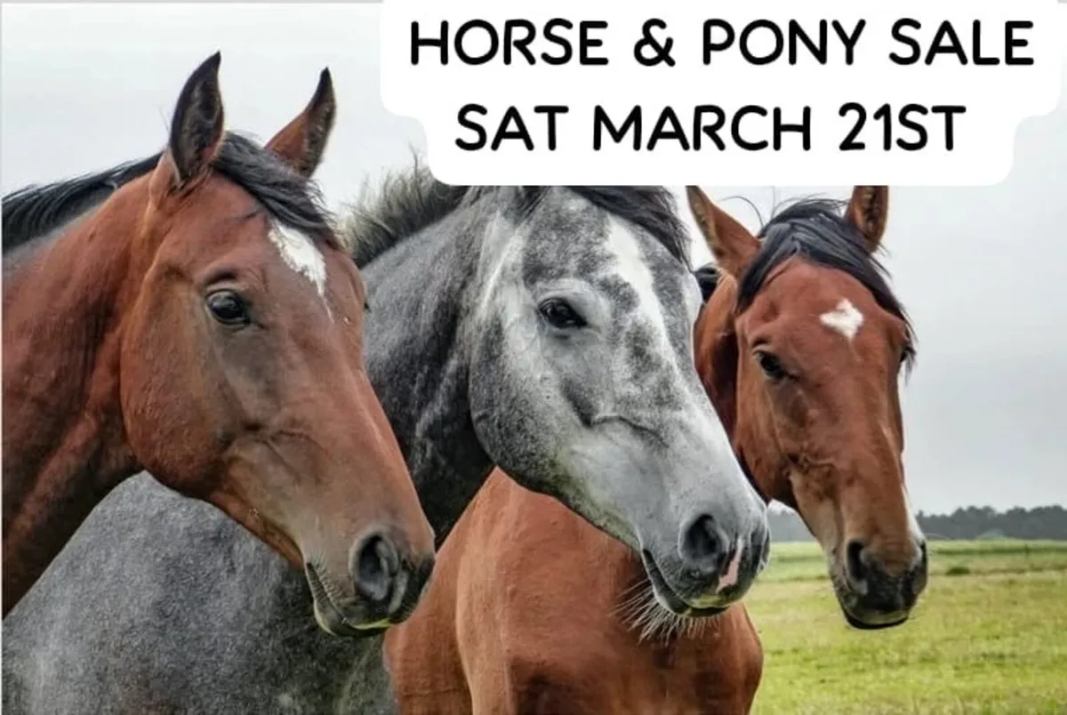 Horse Pony Sale at Mid Kerry Co Op Mart - Image 4