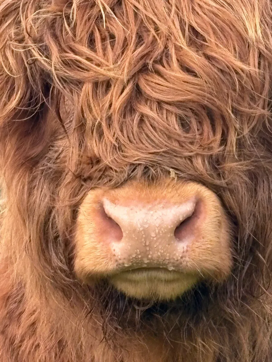 Pure bred Scottish highland bull - Image 1