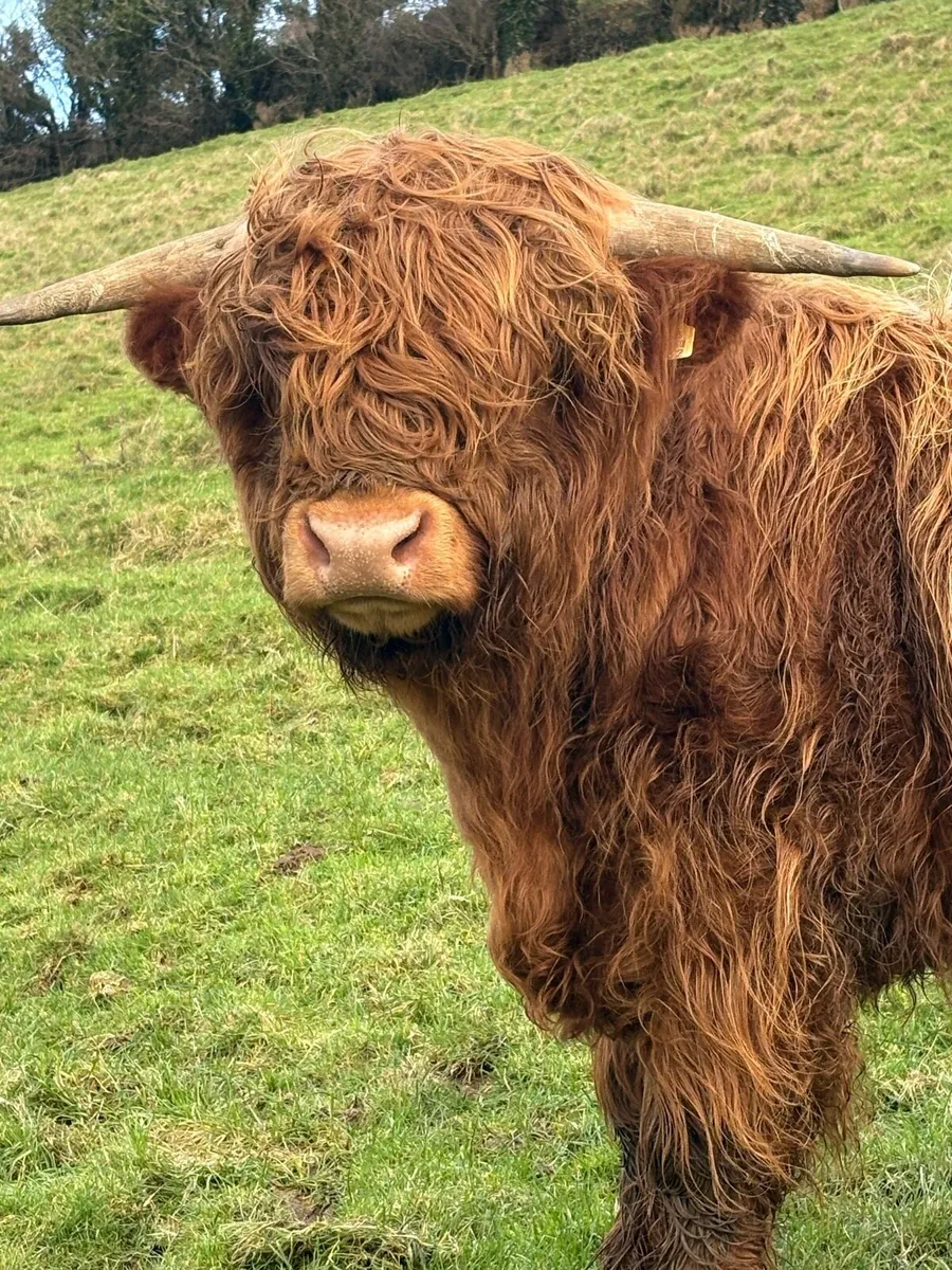 Pure bred Scottish highland bull - Image 2