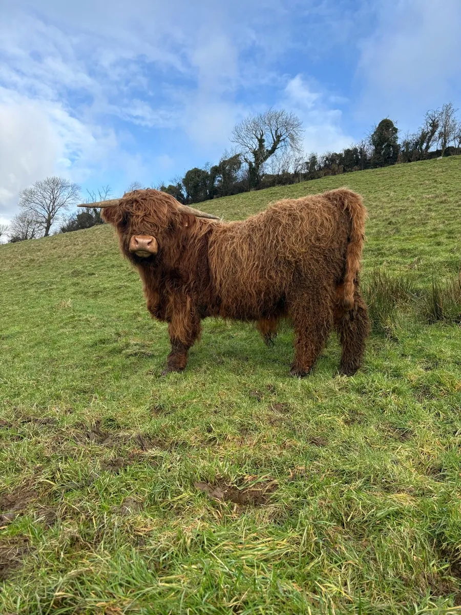 Pure bred Scottish highland bull - Image 3