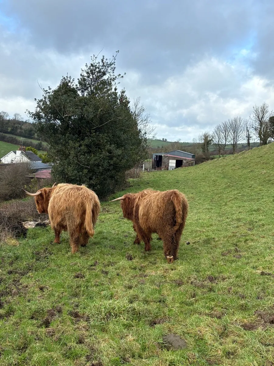 Pure bred Scottish highland bull - Image 4