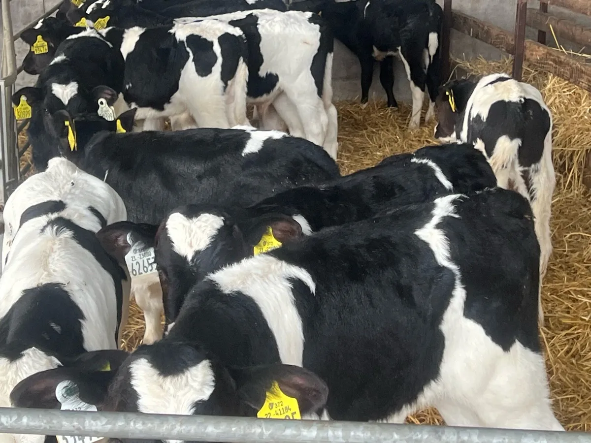 18 Strong FR bull calves - Image 3